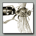 Drawing of a mounted insect specimen