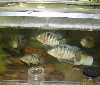 Mayan Cichlid - Cichlasoma urophthalmus.